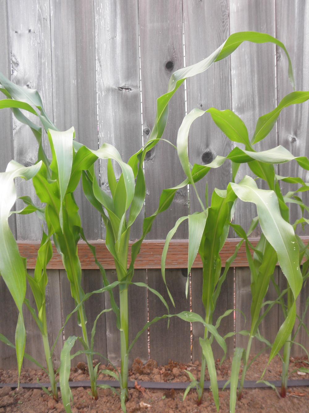 Photo of Sweet Corn (Zea mays subsp. mays 'Silver Queen') uploaded by Aleaia