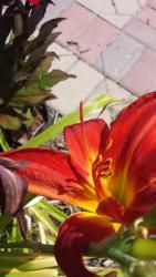 Thumb of 2015-07-24/DogsNDaylilies/935138