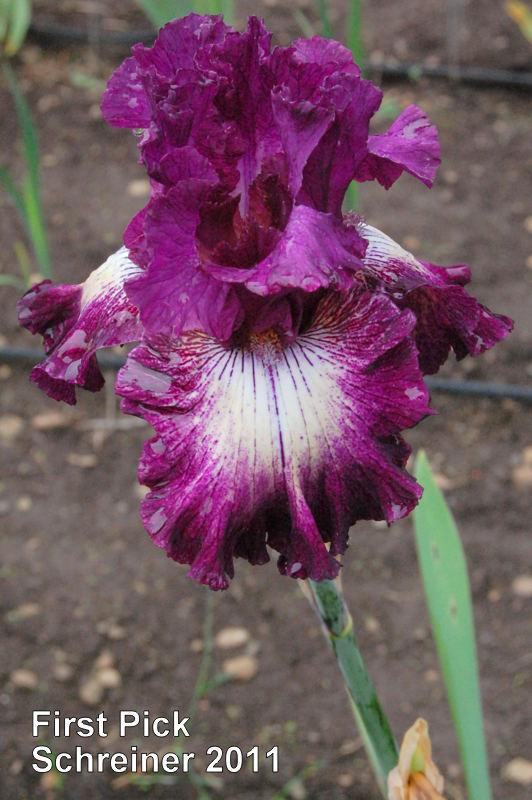 Photo of Tall Bearded Iris (Iris 'First Pick') uploaded by coboro