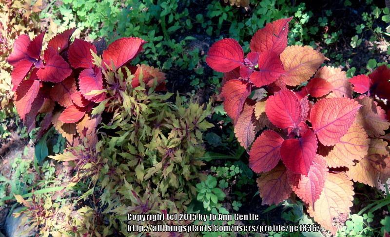 Photo of Coleus (Coleus scutellarioides Main Street Wall Street™) uploaded by ge1836