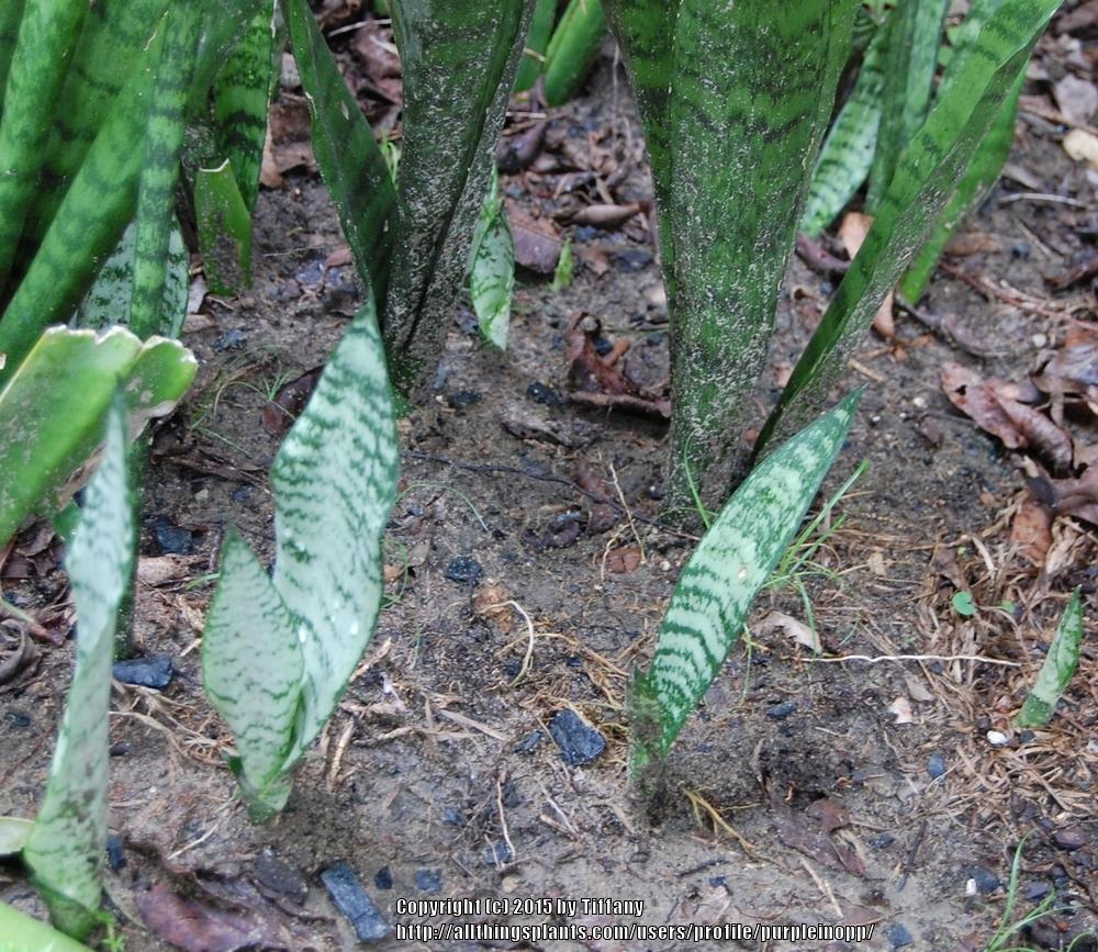 Photo of Snake Plant (Dracaena trifasciata) uploaded by purpleinopp
