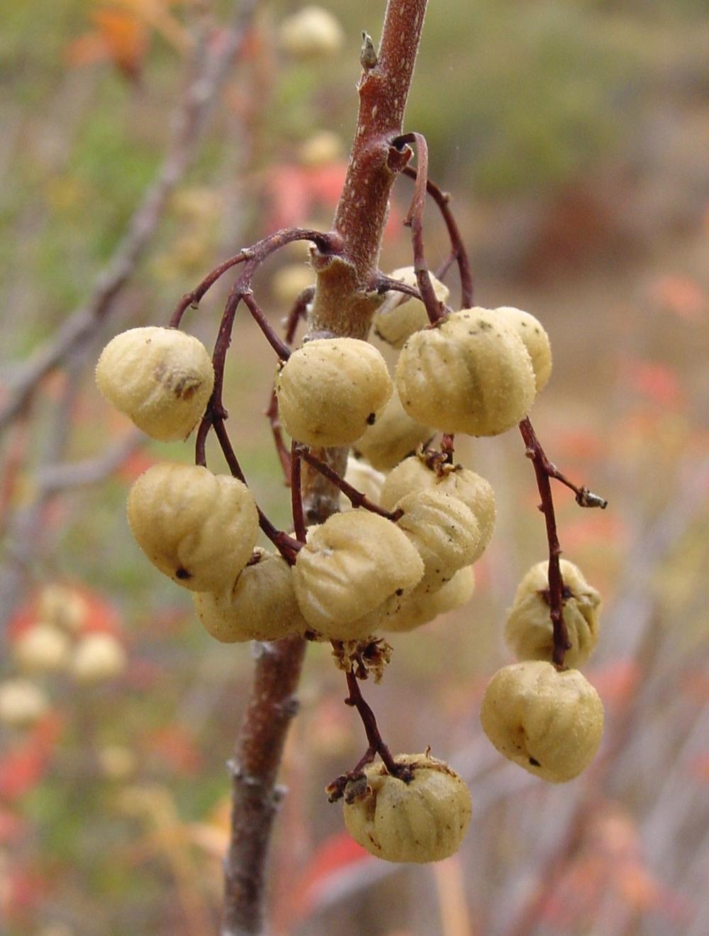 Photo of Western Poison Oak (Toxicodendron diversilobum) uploaded by robertduval14