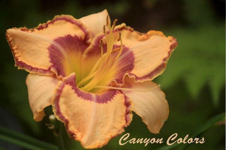 Photo of Daylily (Hemerocallis 'Canyon Colors') uploaded by tommy71
