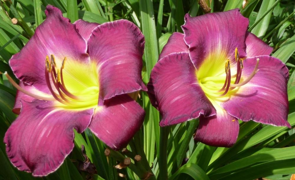 Photo of Daylily (Hemerocallis 'Tie and Tails') uploaded by twixanddud