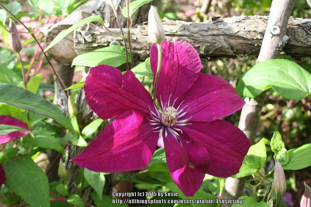 Photo of Clematis 'Rouge Cardinal' uploaded by 4susiesjoy