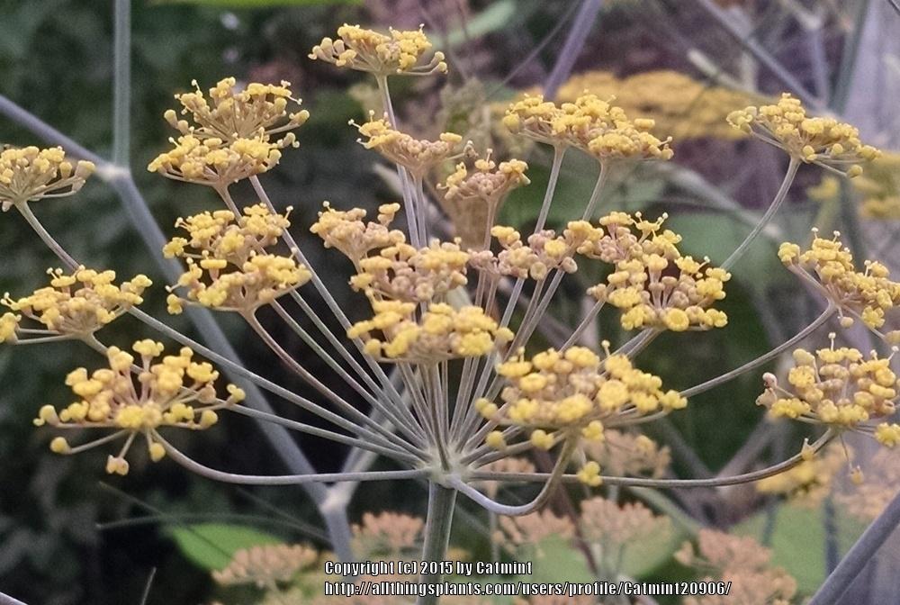 Photo of Fennel (Foeniculum vulgare) uploaded by Catmint20906