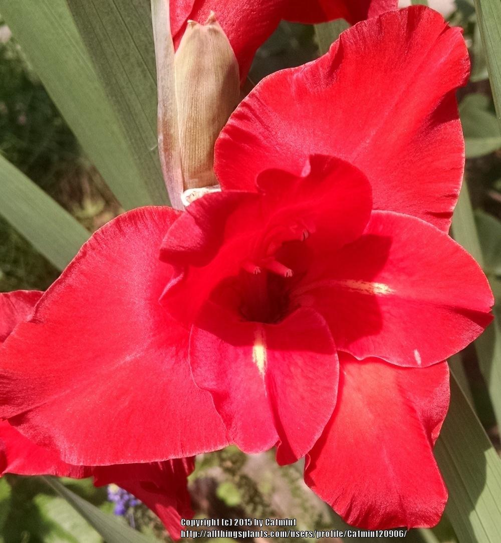 Photo of Hybrid Gladiola (Gladiolus 'Traderhorn') uploaded by Catmint20906