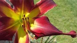 Thumb of 2015-07-25/DogsNDaylilies/0558c7