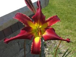 Thumb of 2015-07-25/DogsNDaylilies/f77216
