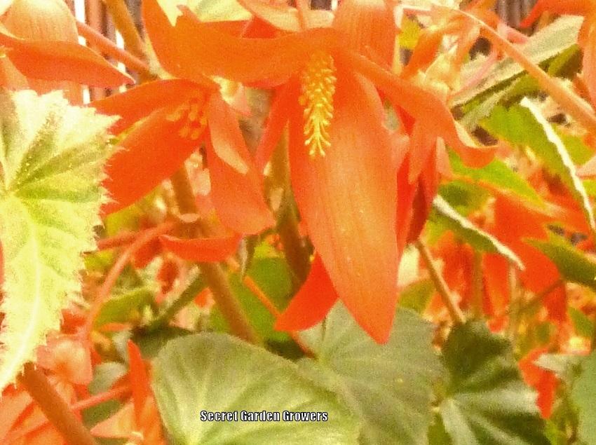 Photo of Bolivian Begonia (Begonia boliviensis) uploaded by Joy