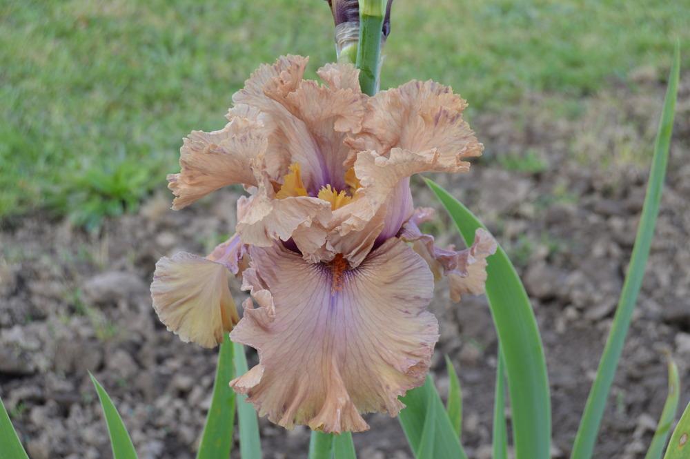 Photo of Tall Bearded Iris (Iris 'Buongiorno') uploaded by KentPfeiffer