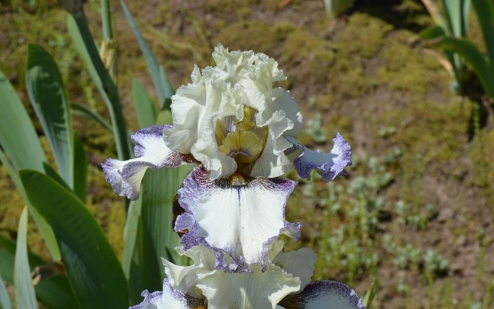 Photo of Tall Bearded Iris (Iris 'Brushwork') uploaded by KentPfeiffer
