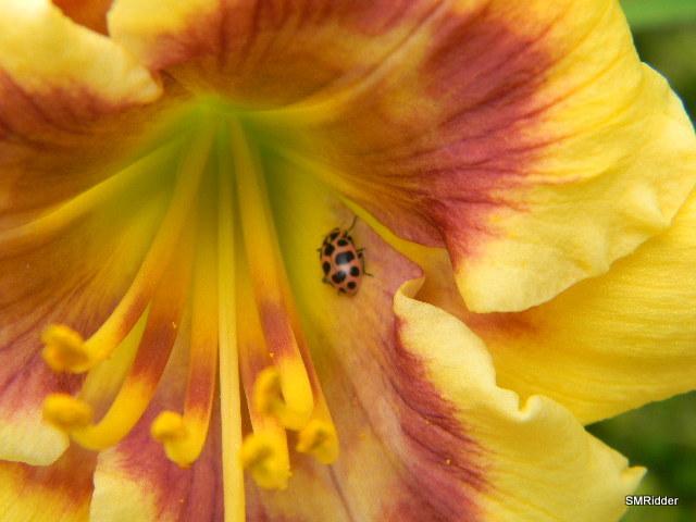 Photo of Daylily (Hemerocallis 'Little Love Bug') uploaded by LilySue