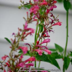 Location: My garden in Kentucky
Date: 2015-07-24
Growing it in a container on our sunny patio. Taken in the evenin