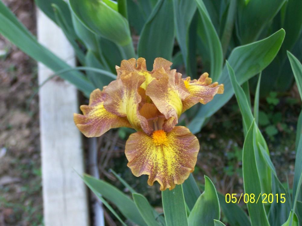 Photo of Standard Dwarf Bearded Iris (Iris 'Jargon') uploaded by Misawa77