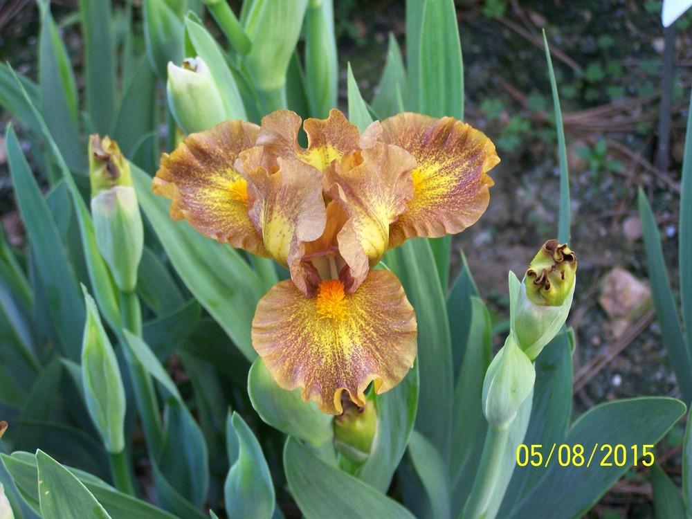 Photo of Standard Dwarf Bearded Iris (Iris 'Jargon') uploaded by Misawa77
