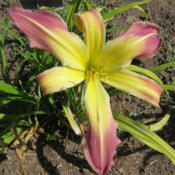 First bloom on a newly planted daylily. Looks pretty good!