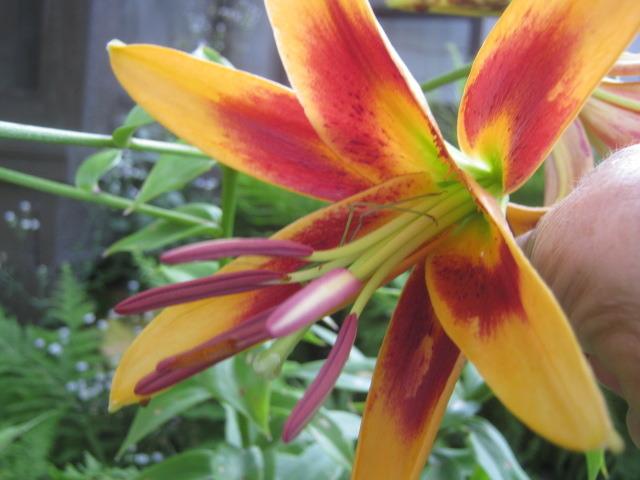 Photo of Lily (Lilium 'Pizzazz') uploaded by RobinD