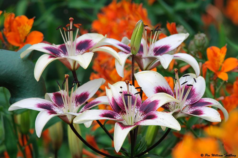 Photo of Lily (Lilium 'Patricia's Pride') uploaded by William
