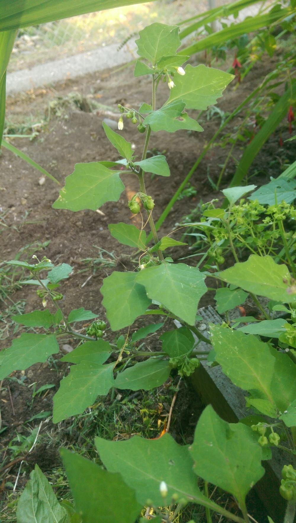 Photo of Black Nightshade (Solanum americanum) uploaded by kirke