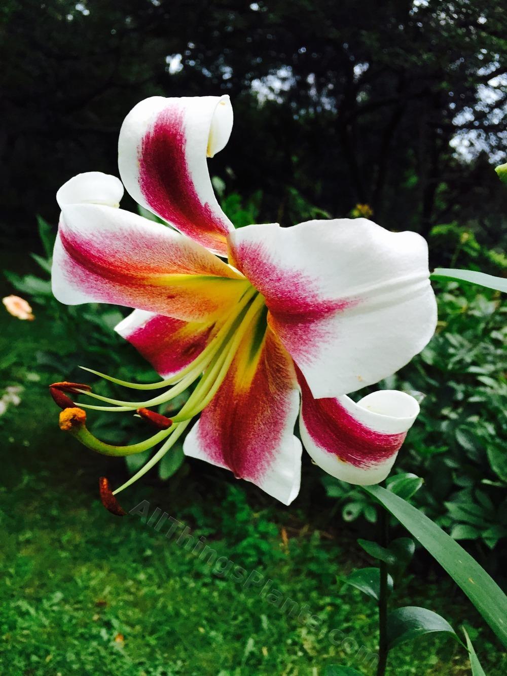 Photo of Oriental/Trumpet Lily (Lilium 'Mister Sandman') uploaded by magnolialover