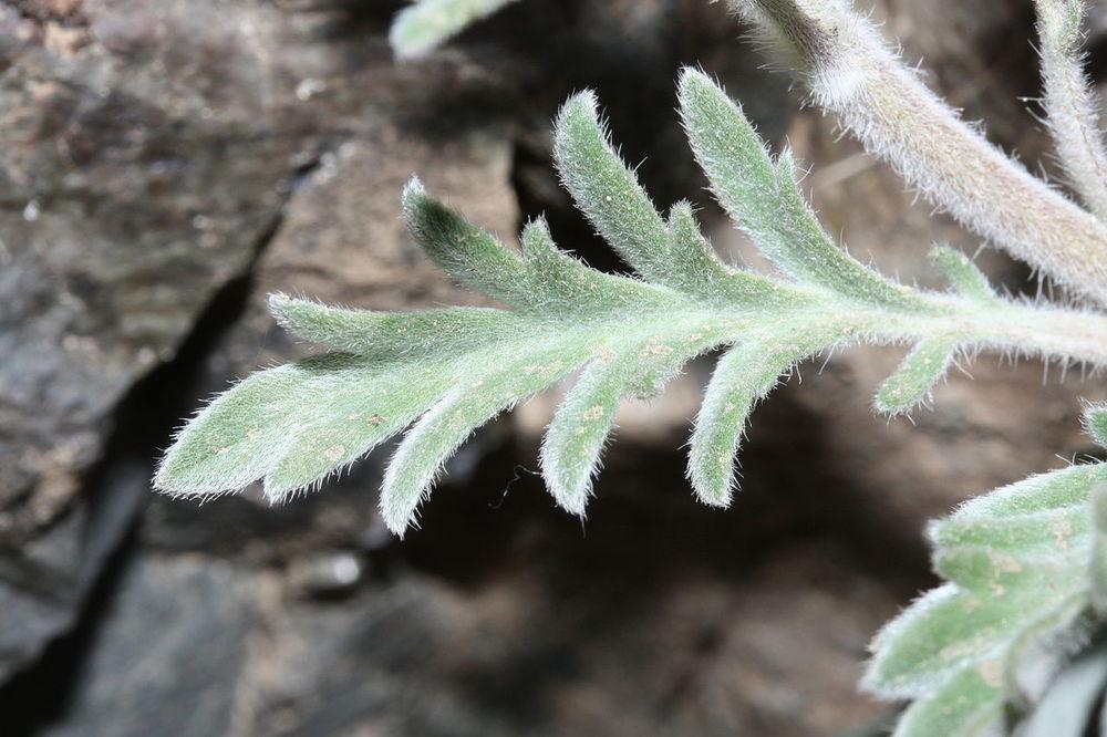 Photo of Silky Phacelia (Phacelia sericea subsp. sericea) uploaded by robertduval14