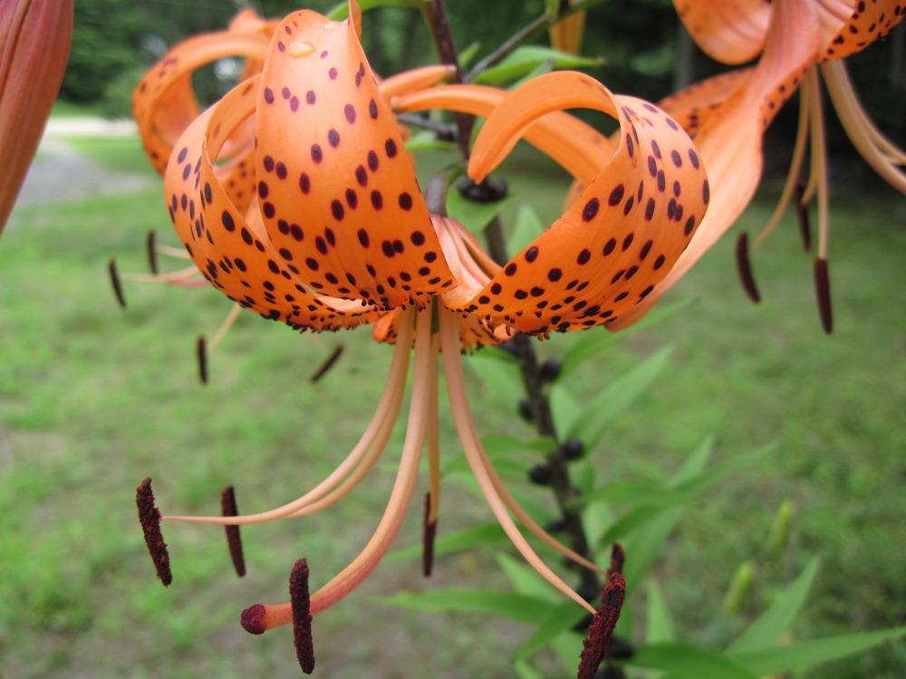Photo of Tiger Lily (Lilium lancifolium) uploaded by robertduval14