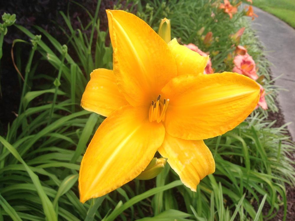 Photo of Daylily (Hemerocallis 'Chicago Sunrise') uploaded by scflowers