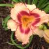 Has instant rebloom--blooms started mid-May and continue through 