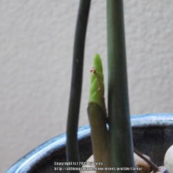 Location: Indoors - San Joaquin County, CA
Date: 2015-07-25
New leaves finally from slow growing ZZ plant