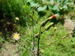 Thumb of 2015-07-25/wildflowers/0b494d