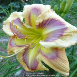 Location: My Garden- Vermont
Date: 2015-07-15
Love everything about this daylily. A sheer delight!