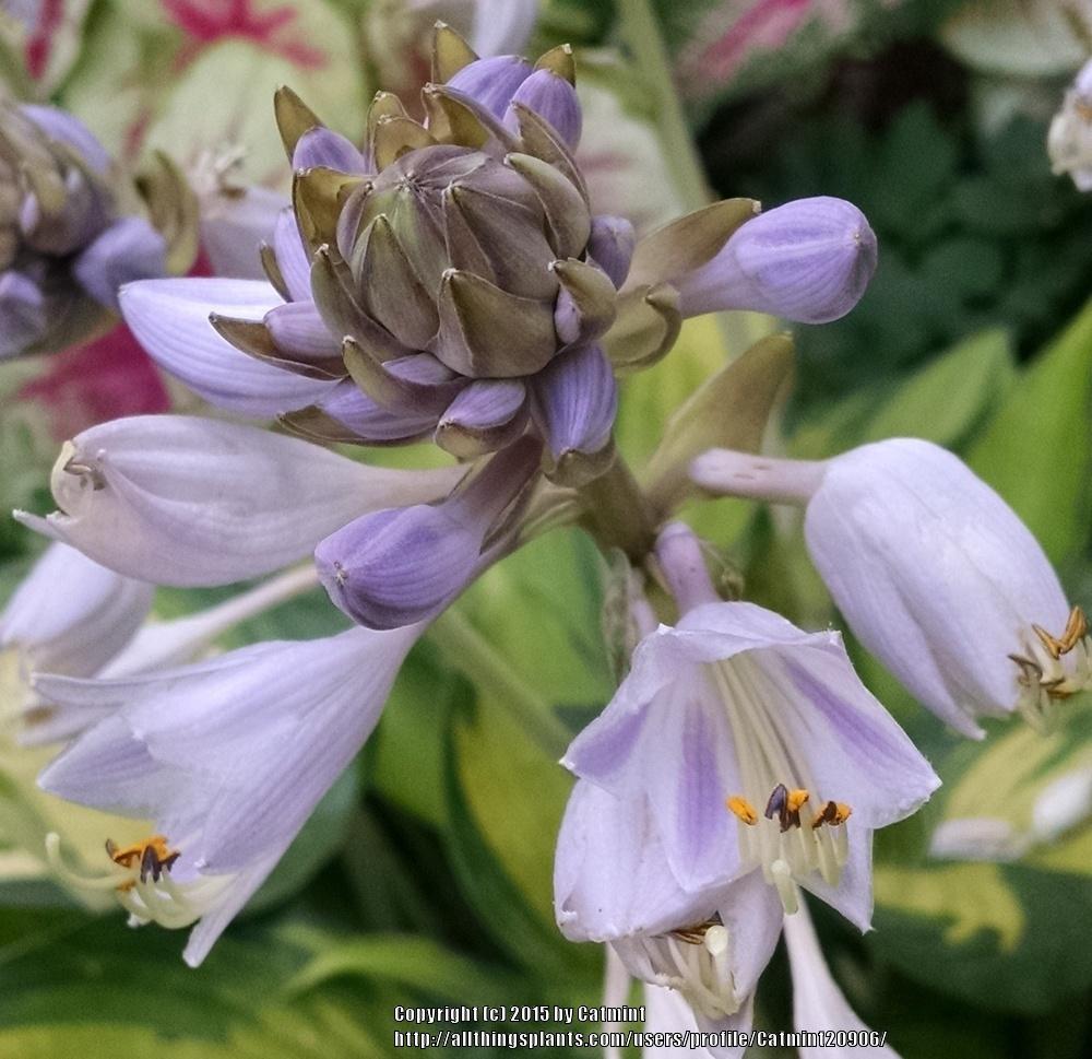 Photo of Hosta 'June' uploaded by Catmint20906
