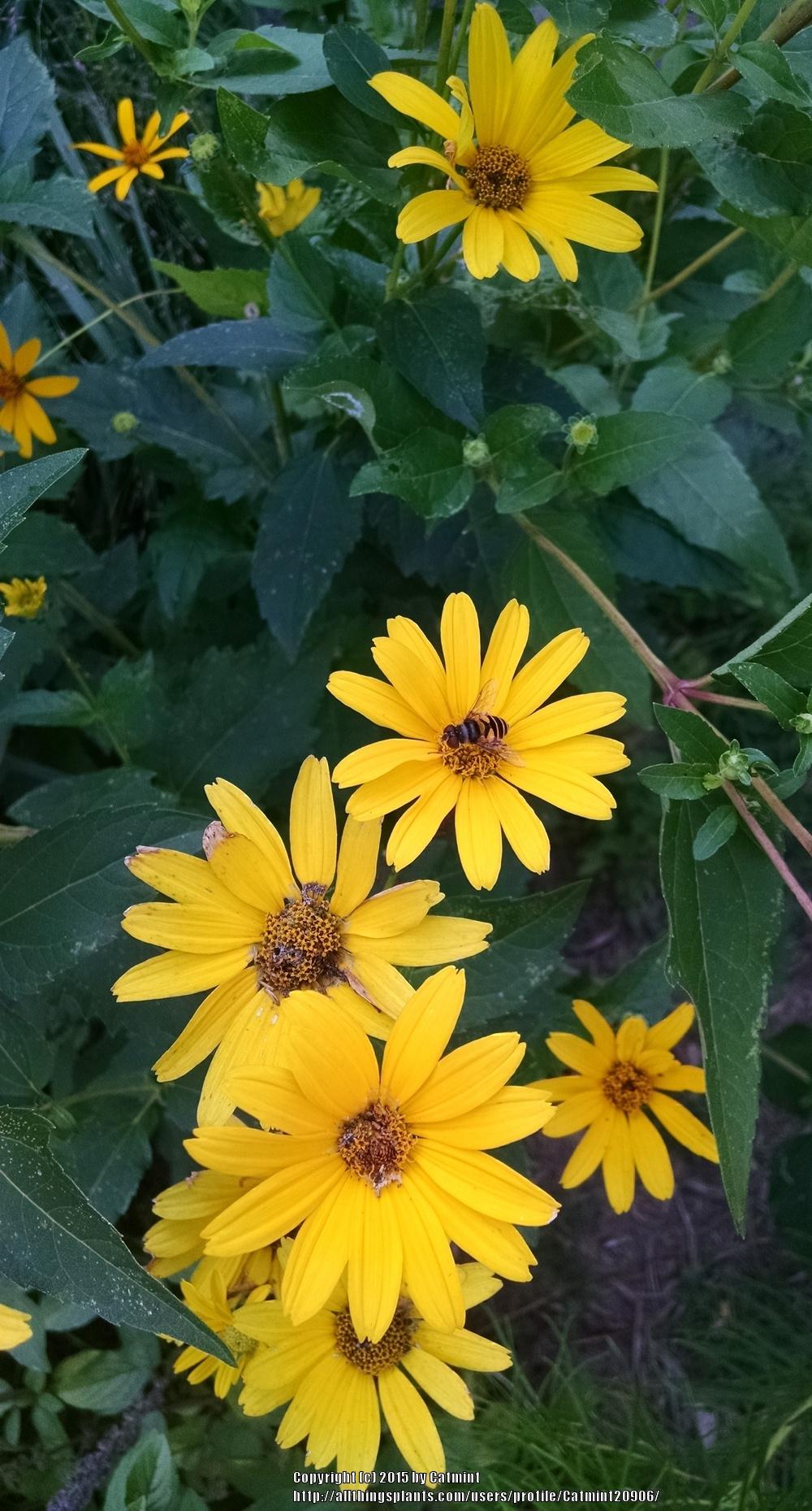 Photo of Rough Heliopsis (Heliopsis helianthoides var. scabra) uploaded by Catmint20906