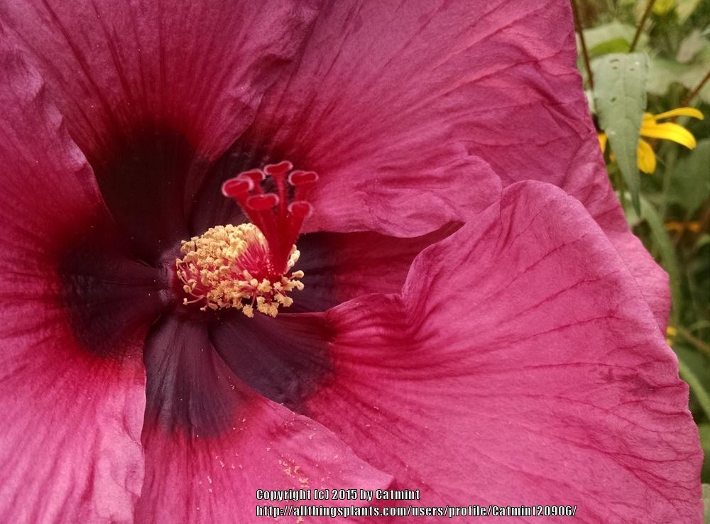 Photo of Hybrid Hardy Hibiscus (Hibiscus 'Plum Crazy') uploaded by Catmint20906