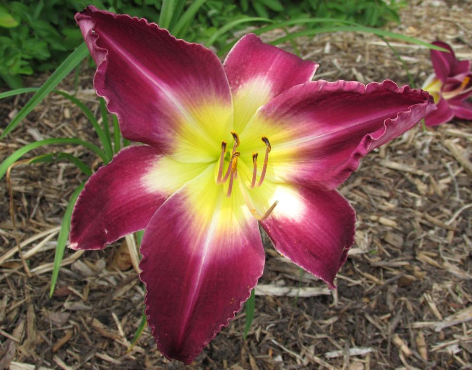 Photo of Daylily (Hemerocallis 'Lovely Miss Laucius') uploaded by Dennis616