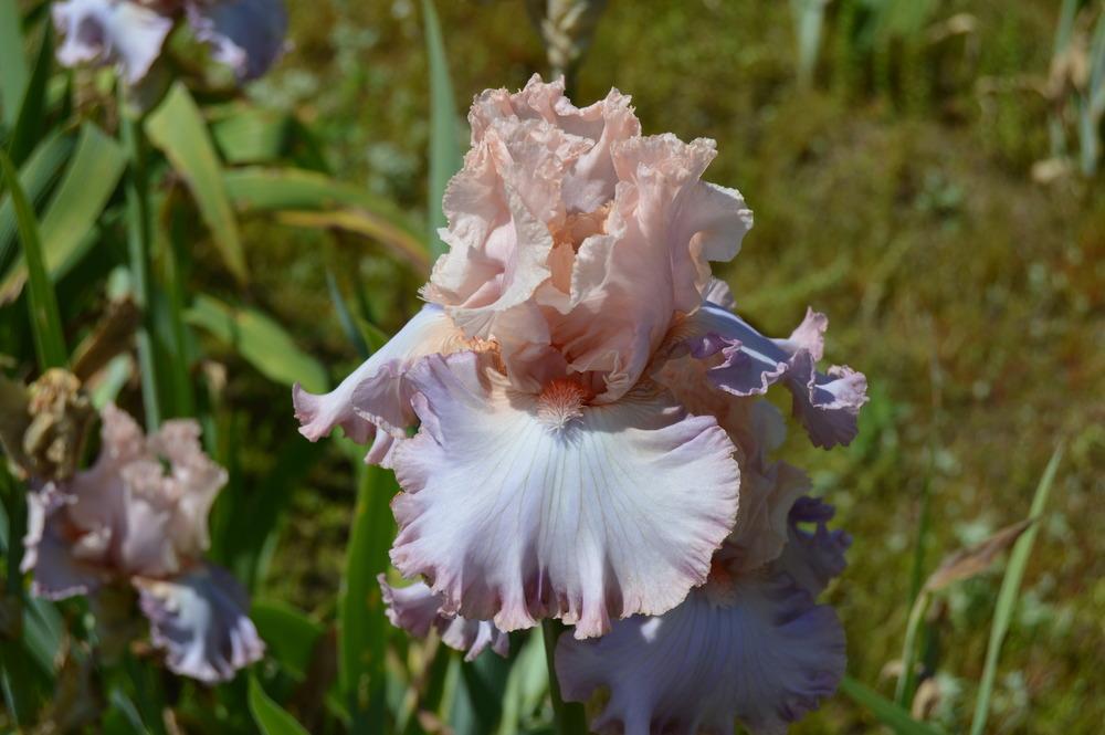 Photo of Tall Bearded Iris (Iris 'Cameo Minx') uploaded by KentPfeiffer