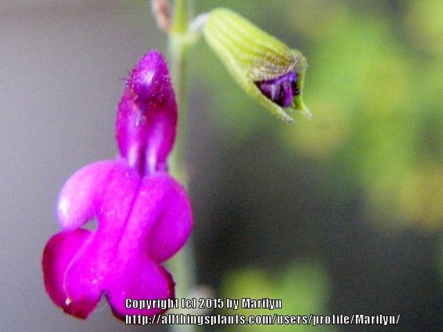 Photo of Autumn Sage (Salvia greggii Navajo™ Purple) uploaded by Marilyn