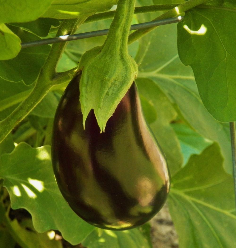 Photo of Eggplant (Solanum melongena 'Black Beauty') uploaded by MissyPenny