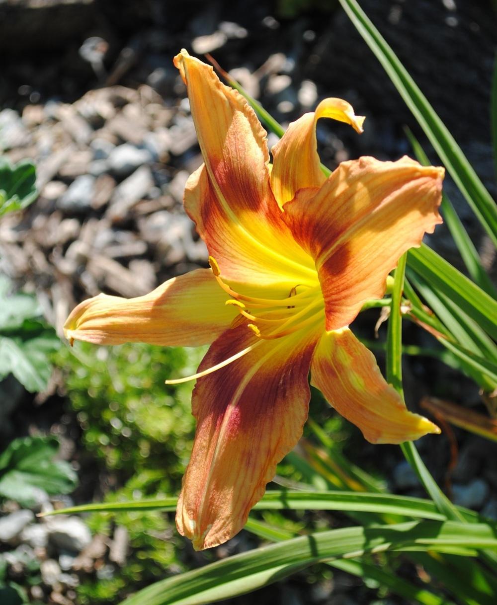 Photo of Daylily (Hemerocallis 'Parade of Peacocks') uploaded by chelle