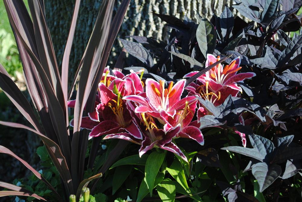 Photo of Lily (Lilium Lily Looks™ Sunny Grenada) uploaded by chelle