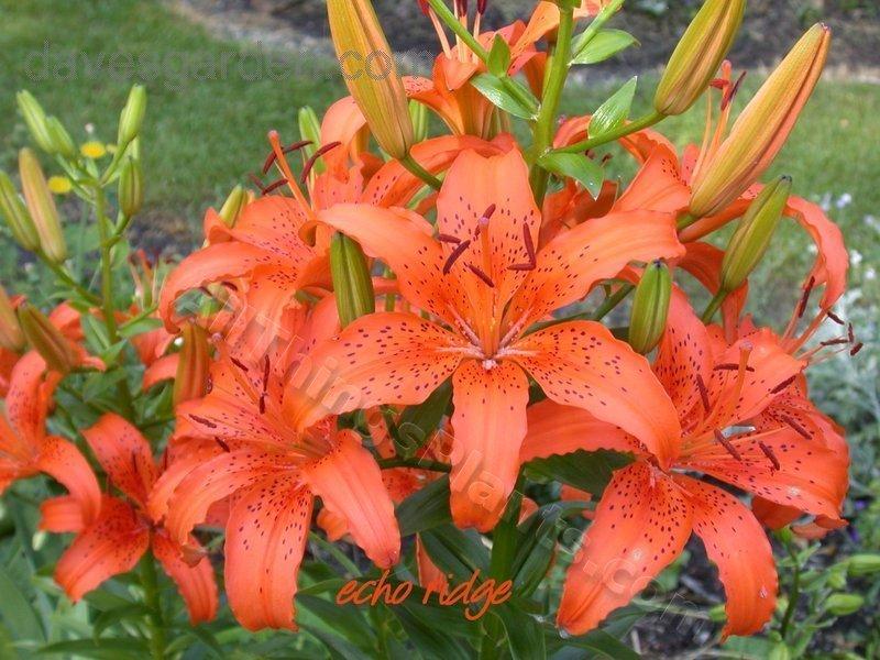 Photo of Lily (Lilium 'Enchantment') uploaded by echoes