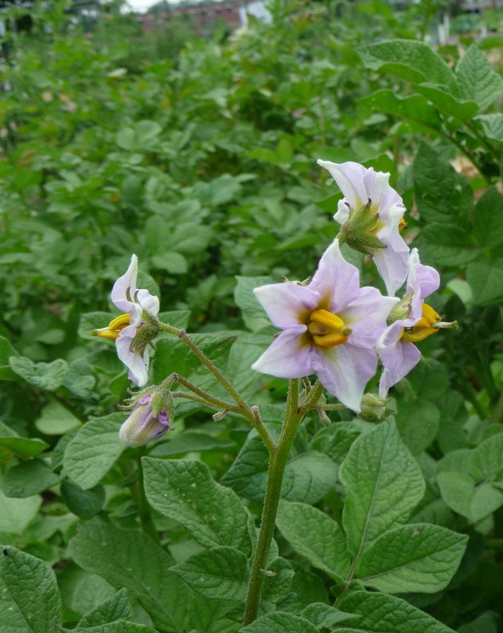 Photo of Potatoes (Solanum tuberosum) uploaded by gardengus