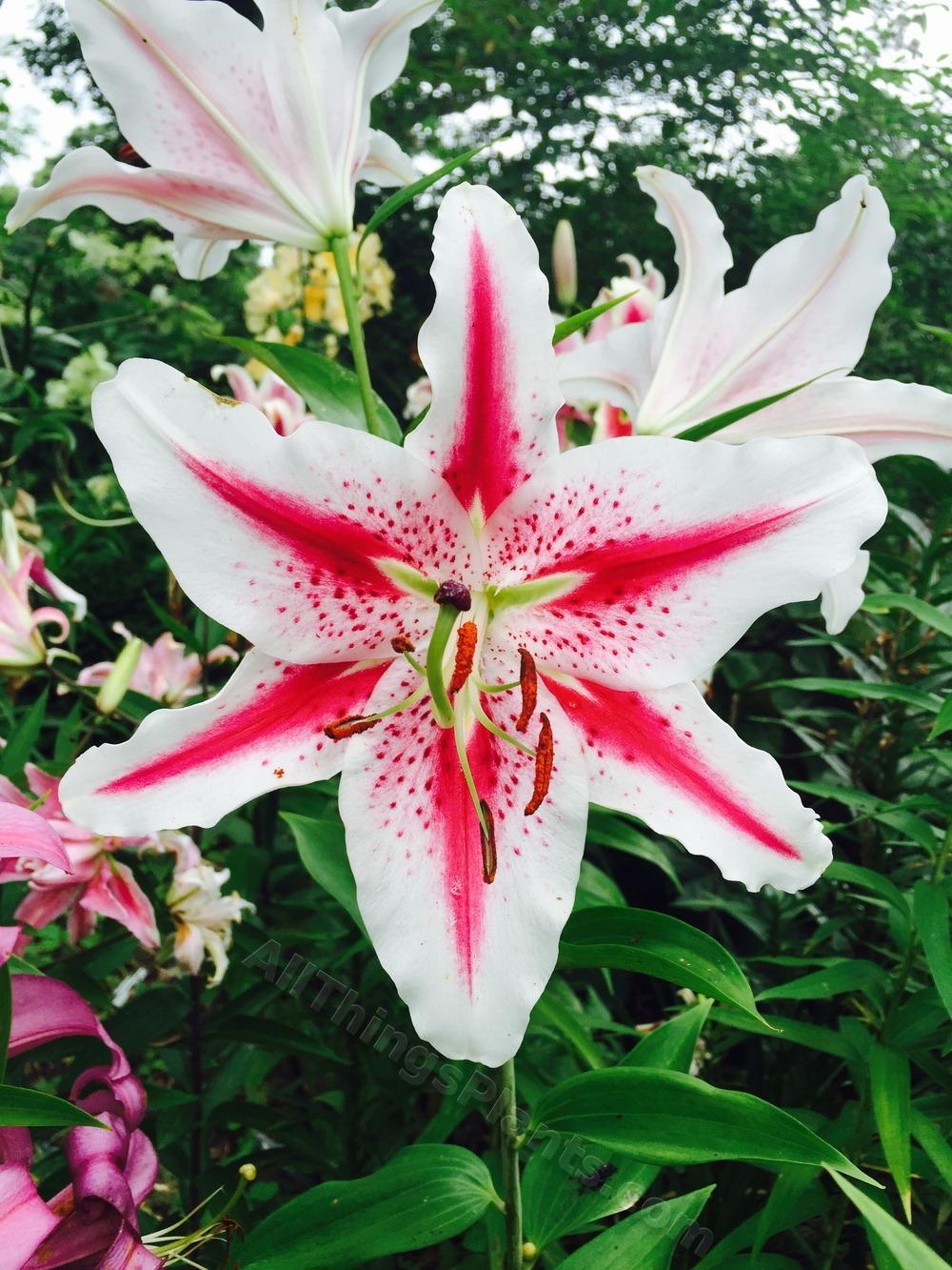 Photo of Lily (Lilium 'Hot Spot') uploaded by magnolialover