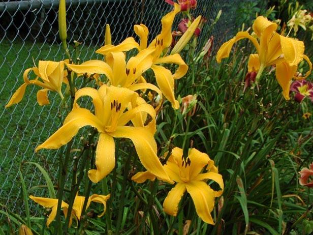 Photo of Daylily (Hemerocallis 'Miss Goldie Gold Digger') uploaded by shive1
