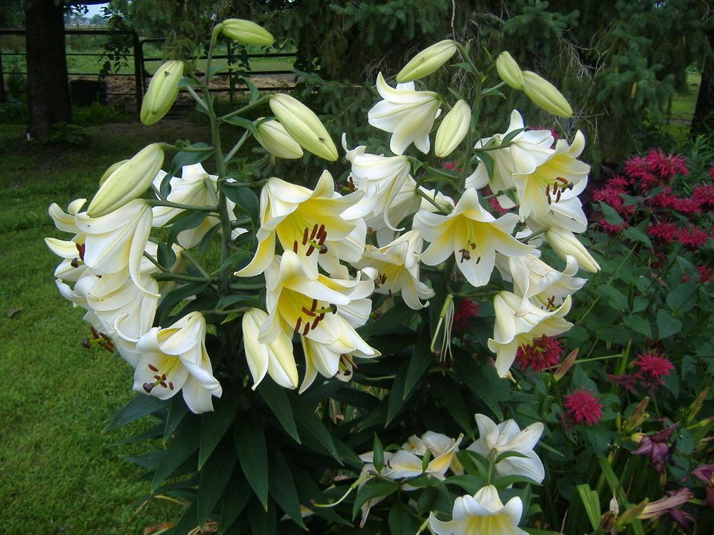 Photo of Lily (Lilium 'Conca d'Or') uploaded by tveguy3