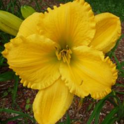 Location: SE Michigan (taken at Along the Fence Daylilies, Dansville, MI)
Date: 2015-07-25