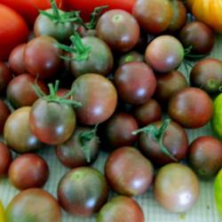 Location: Northeastern, Texas
Date: 2015-07-04
Black cherry tomatoes - surrounded by other tomatoes in the backg