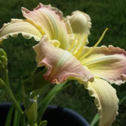 Location: SE Michigan
In my own garden. This is one of my favorite daylily pictures eve