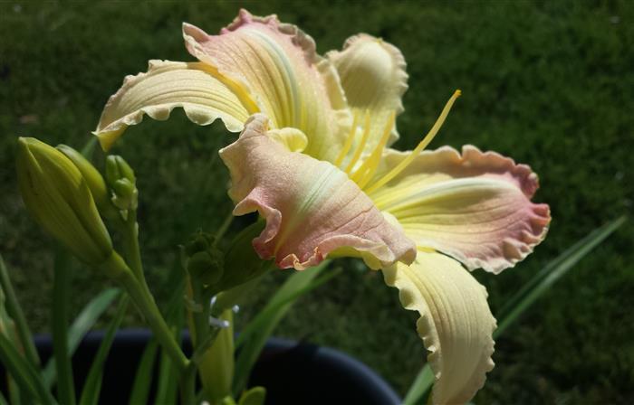 Photo of Daylily (Hemerocallis 'Beautiful Edgings') uploaded by DogsNDaylilies